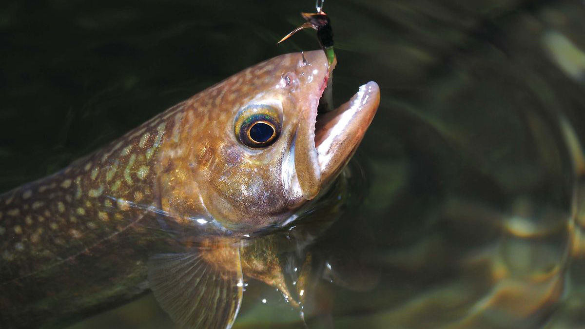 岩魚　イワナ　剥製　壁掛け　渓流　テンカラ　フライ　ルアー B7CDEB17-FC08-4854-9BD2-